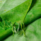 Green Shibori Woven Bhagalpuri Linen Stole